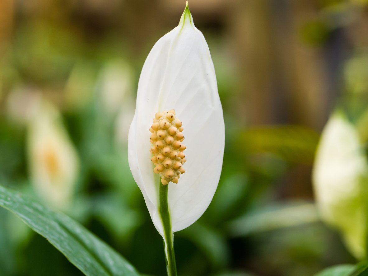 Peace Lily Flower (Spathiphyllum) in greenhouse
