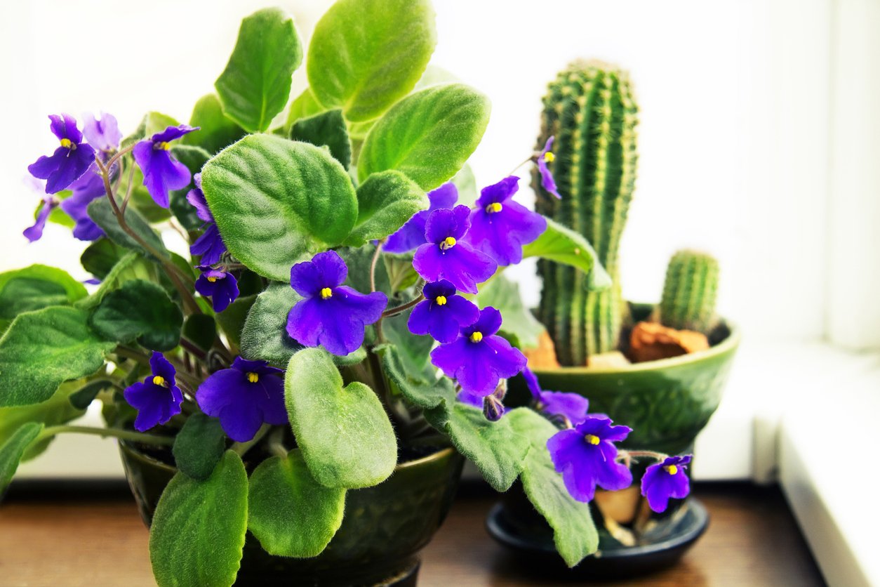 Houseplants Potted African Violet