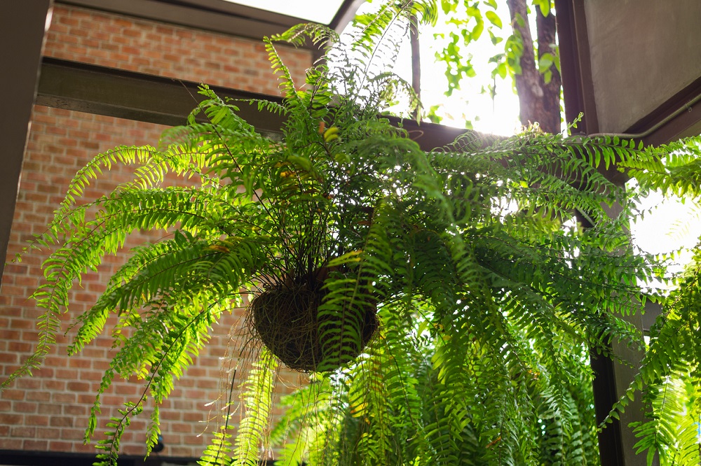 giant boston fern hanging pot