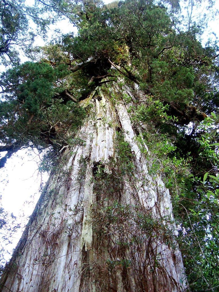 Saiba quais são as árvores mais antigas do planeta - CicloVivo